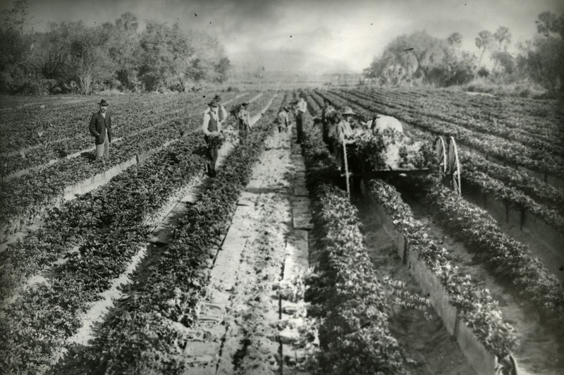J. N. Whitner's Celery Farm During Harvest Time