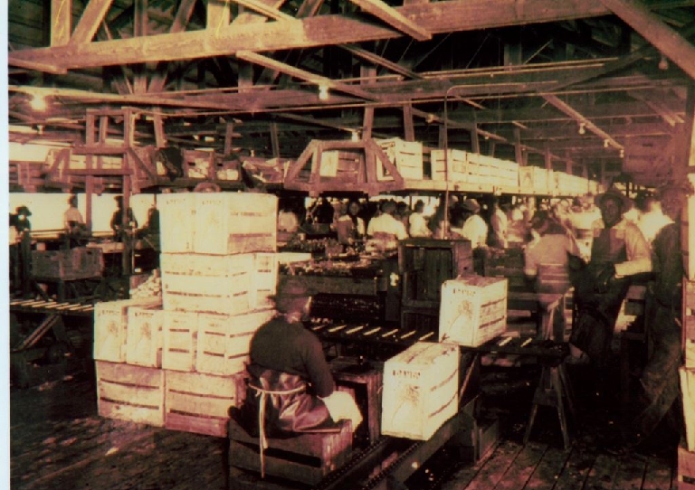 A. Duda and Sons Celery Packing House