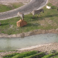 Zebras at the Edge of Africa at Busch Gardens Tampa, 2010