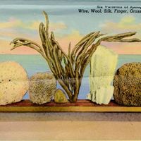 Six Varieties of Sponges, From Left: Wire, Wool, Silk, Grass (Vase), Yellow Postcard