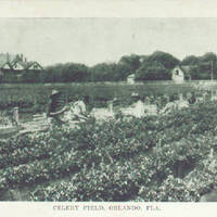 Celery Field, Orlando Postcard