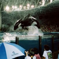 Baby Shamu Celebration Show at SeaWorld Orlando, 1990