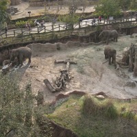 Elephants at the Edge of Africa at Busch Gardens Tampa, 2010