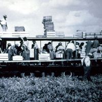 A. Duda and Sons Mule Train