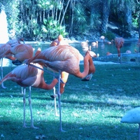 Flamingos at Busch Gardens Tampa&#039;s Bird Gardens, 2010