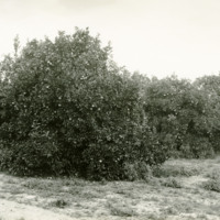 Sanford Orange Grove