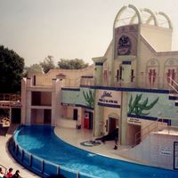 Sea Lions Tonite Animal Show at SeaWorld Orlando, 1990