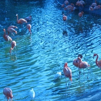 Flamingos at Busch Gardens Tampa&#039;s Bird Gardens, 2010