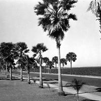 Palm Trees Along U.S. Highway 17