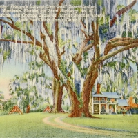 Florida&#039;s Largest Live Oak Postcard