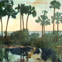 Scene Near Cocoa Postcard