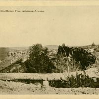 Petrified Bridge Tree Postcard