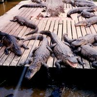 Alligators at Gatorland, 1996