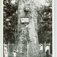 Big Tree Park, the Oldest and Largest Cypress Tree in U.S.A. Postcard